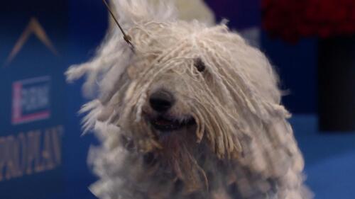 赛事转播权销售